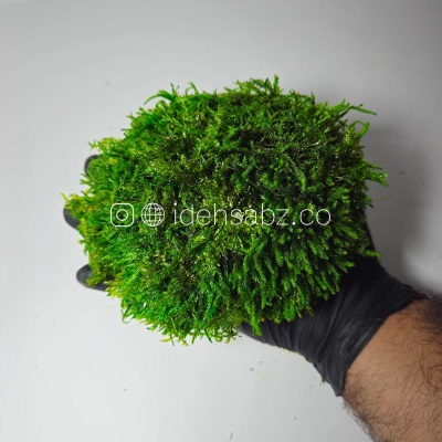 خزه شیت توپی | ایده سبز