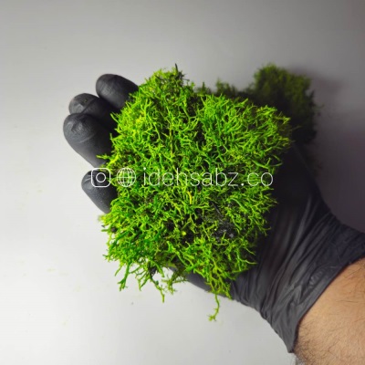 خزه دیکسی ریندر | ایده سبز