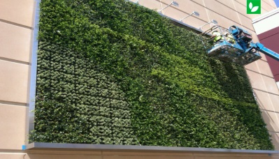نمای سبز و کاربرد دیوار سبز در طراحی نمای سختمان | شرکت ایده سبز