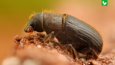سوسک پوستخوار یا Bark Beetle | شرکت ایده سبز