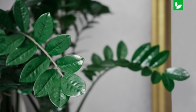 آشنایی با گیاه زامیفولیا | ایده سبز