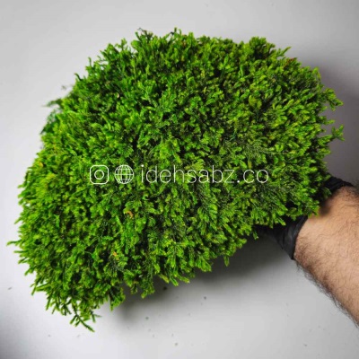 خزه اسفاگنوم | ایده سبز