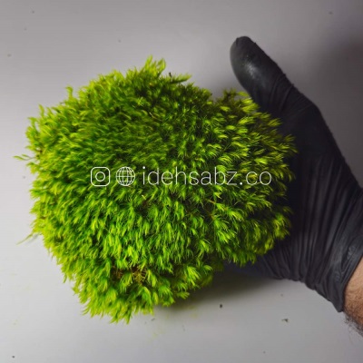 خزه مود ماس | سبز متوسط