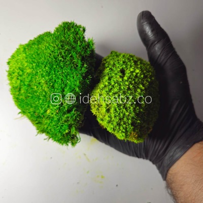 خزه بال ماس | ایده سبز