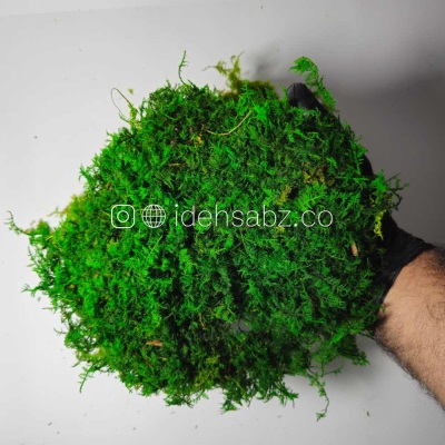 خزه سایپرس | سبز تیره | ایده سبز