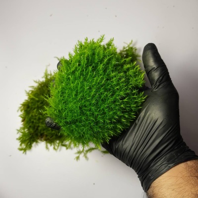 خزه باربولا | ایده سبز