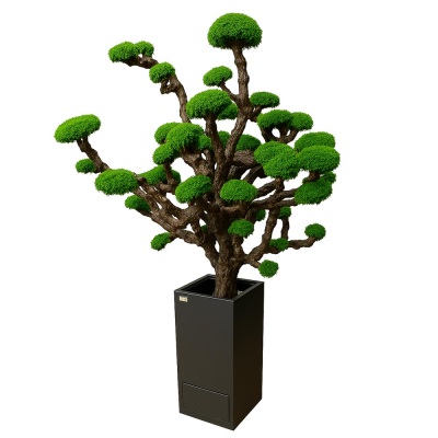 درخت جاویدان خزه‌ای | ایده سبز