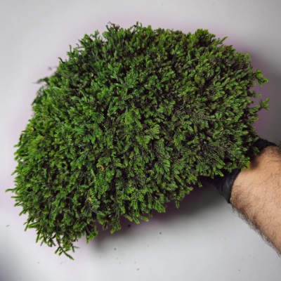 خرید خزه اسفاگنوم سبز تیره | Sphagnum Moss
