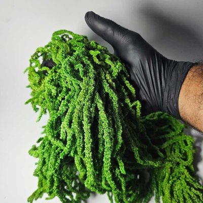 خرید آمارانتوس تثبیت شده سبز روشن | Amaranthus