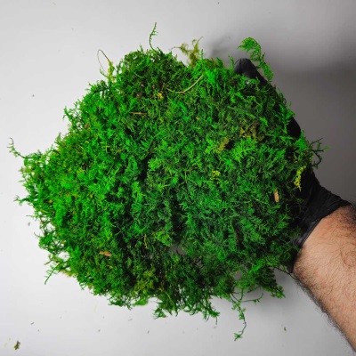 خرید خزه سایپرس سبز تیره | fern Moss