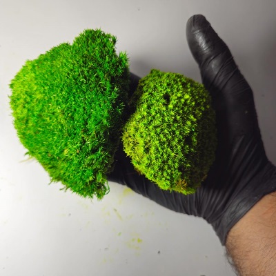 خرید خزه بال ماس تثبیت شده | Ball Moss