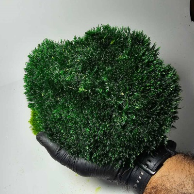 خرید خزه مود ماس سبز تیره | Mood Moss