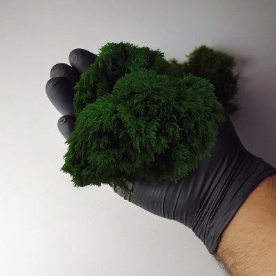 خرید خزه پالم | Palm Moss