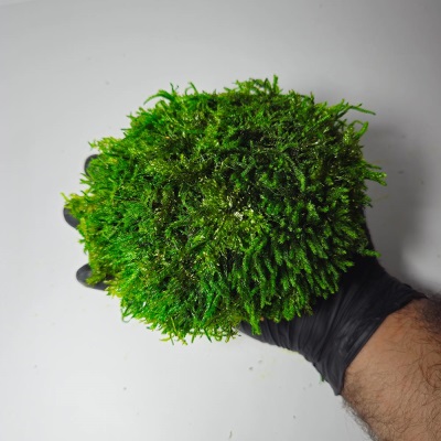 خرید خزه توپی شیت سبز تیره | Ball Sheet Moss