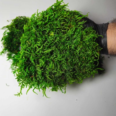 خرید خزه شیت سبز تیره | Sheet Moss