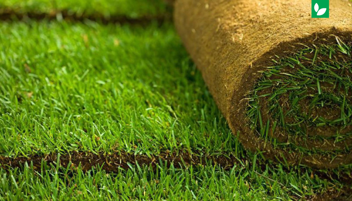 آشنایی با چمن برموداگرس | چمن گرمسیری