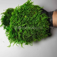 خزه شیت تثبیت شده | ایده سبز