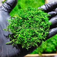 خزه تثبیت شده شیت | ایده سبز