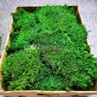 پک خزه sheet moss | ایده سبز