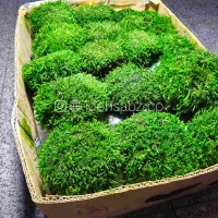 پک خزه توپی شیت | پک یک متری