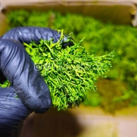 خزه تثبیت شده دیکسی ریندر | سبز روشن