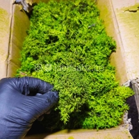 پک خزه دیکسی ریندر | سبز روشن