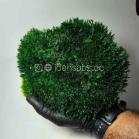 خزه مود ماس | سبز تیره