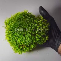 خزه مود ماس | سبز متوسط