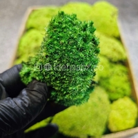 خزه بال ماس | سبز 