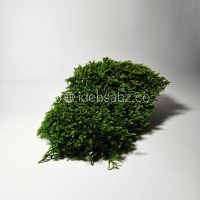 خزه اسفاگنوم | سبز تیره