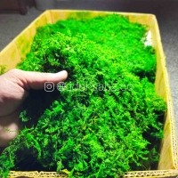 پک خزه سایپرس | سبز تیره