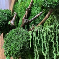 تابلو خزه‌ای | شاخه و آویز آمارانتوس 