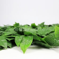 گرین وال برگ پتوس سبز | ایده سبز