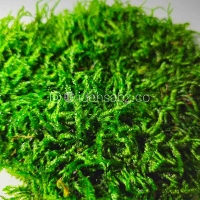 خزه شیت توپی تثبیت شده | ایده سبز 