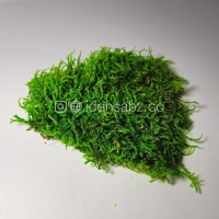 خزه شیت ماس تثبیت شده | ایده سبز