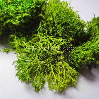 خزه دیکسی ریندر تثبیت شده | سبز روشن