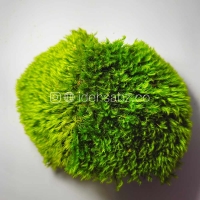 خزه تثبیت شده مود ماس | ایده سبز