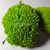 خزه تثبیت شده بال ماس | ایده سبز