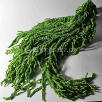 گیاه آمارانتوس تثبیت شده | رنگ سبز روشن