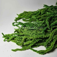 آمارانتوس تثبیت شده | سبز روشن