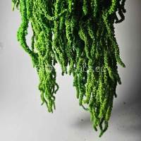 گیاه آمارانتوس تثبیتی | سبز روشن