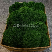 پک خزه پالم | سبز تیره