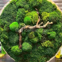 تابلو خزه‌ای قطر 90 سانتی متر | ایده سبز