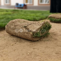 رول چمن طبیعی | چمن اسپرت فستوکا