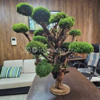 درختچه جاویدان خزه‌ای | ایده سبز