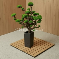 درختچه جاودان خره‌ای | ایده سبز