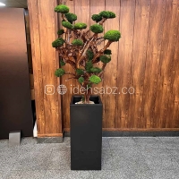 خرید درخت جاویدان | Eternal Moss Tree