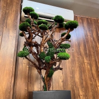 خرید درخت جاودان طبیعی | ایده سبز