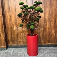 خرید درختچه جاویدان | Eternal Moss Tree