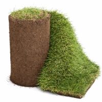 چمن رولی طبیعی | چمن فستوکا یا اسپرت